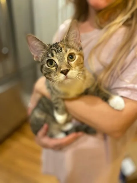 A baby medium-sized female Domestic Medium Hair cat named Pizza Tycoon for adoption in Cincinnati, OH