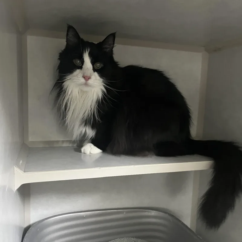 Khaleesi thumbnail 2