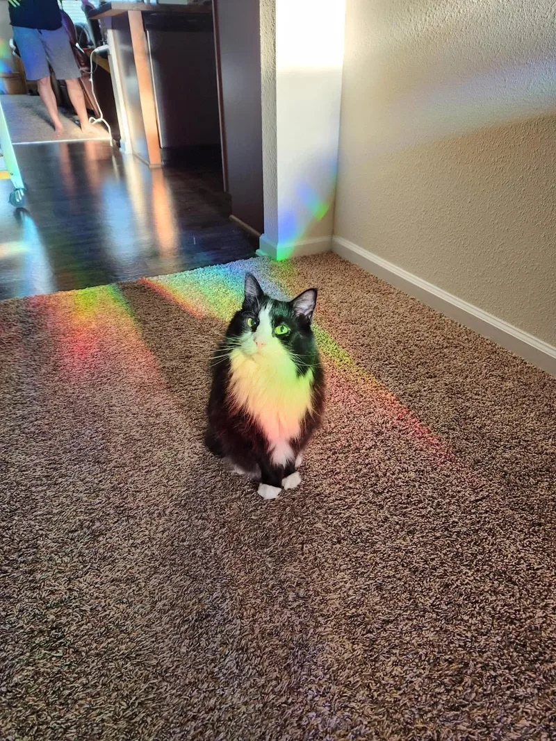 Khaleesi thumbnail 3