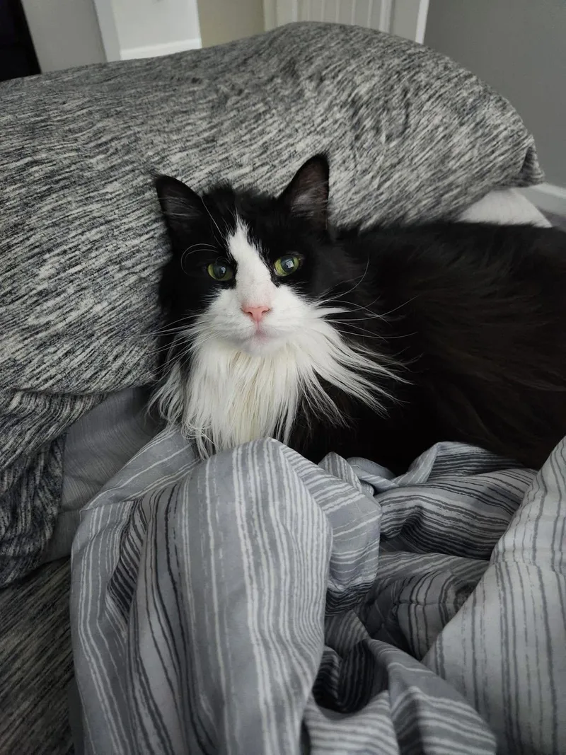 Khaleesi thumbnail 4