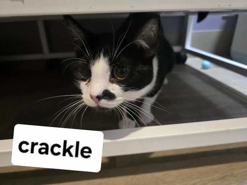 An adult large-sized male Black & White / Tuxedo Domestic Short Hair cat named Crackle for adoption in Vancouver, WA