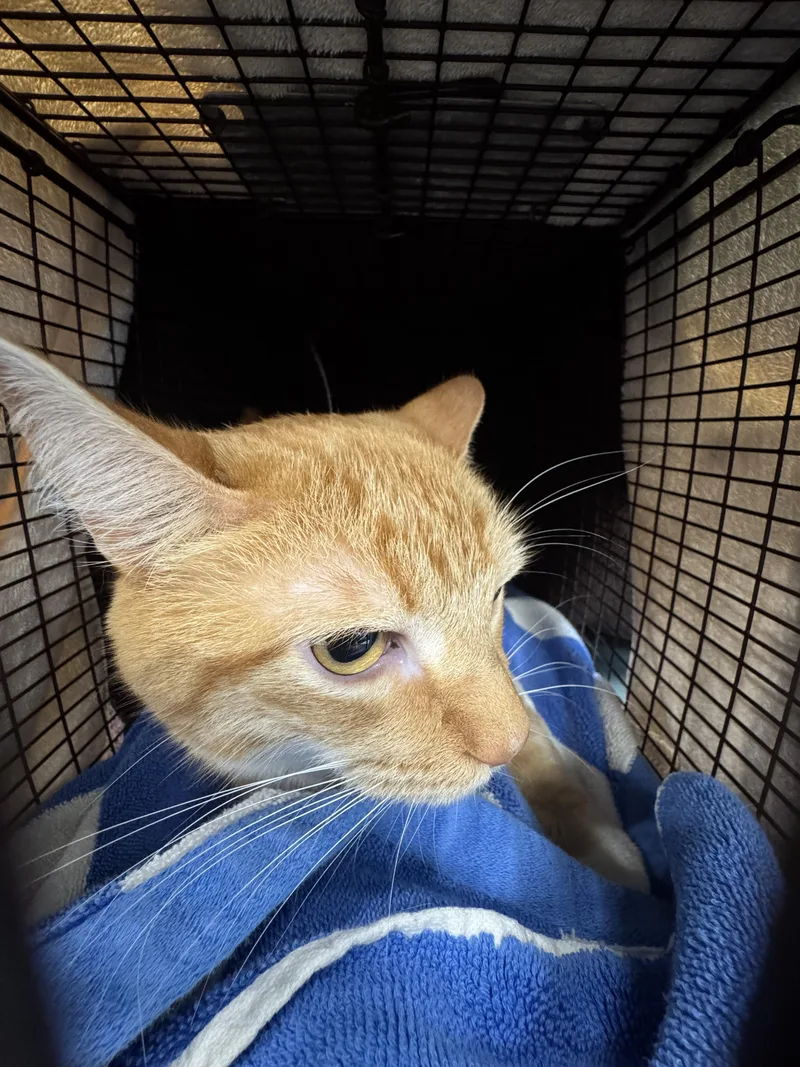An adult extra large-sized male Domestic Short Hair cat named Tom for adoption in Chatsworth, CA