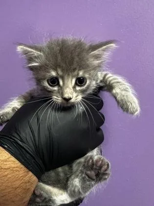 A baby small-sized female Gray / Blue / Silver Domestic Medium Hair cat named 60852283 for adoption in El Paso, TX