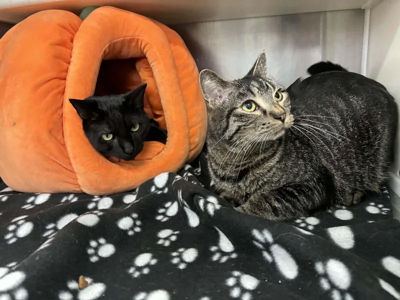 Mikey  At Pet thumbnail 4