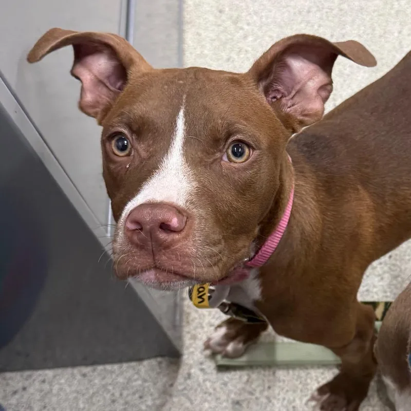 A young medium-sized female Brown / Chocolate Mixed Breed dog named Hannah for adoption in Jacksonville, FL