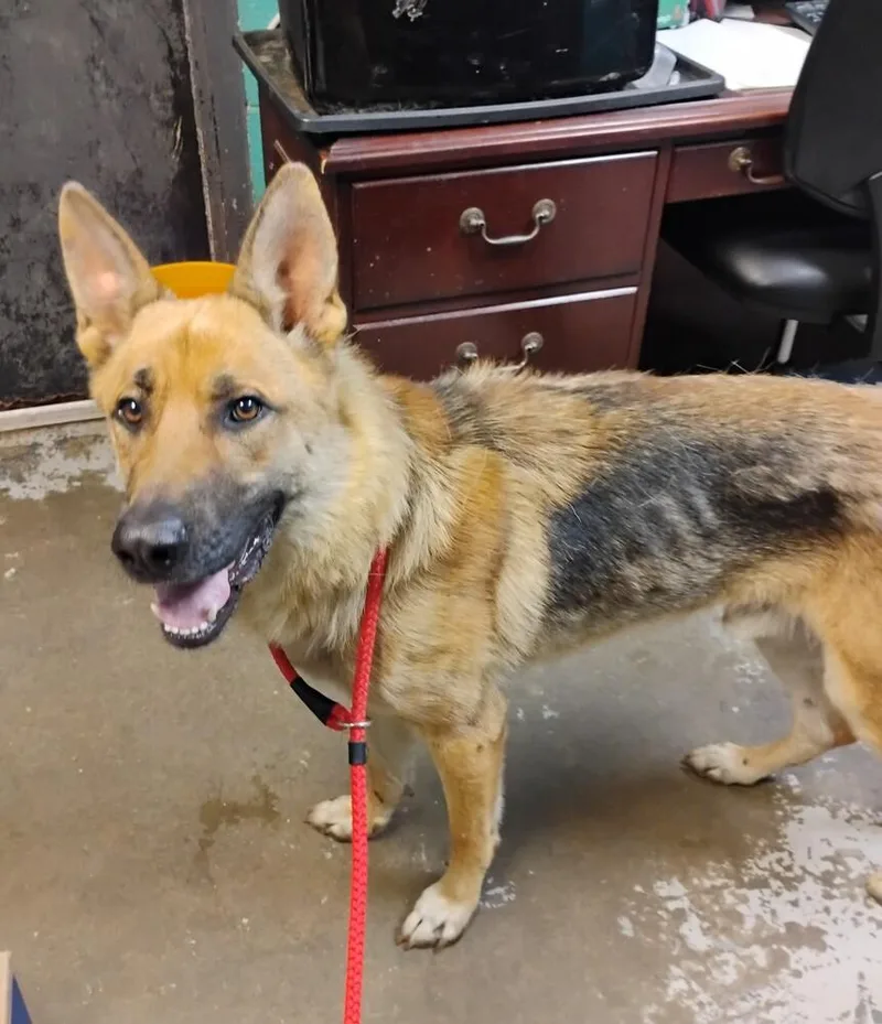 An adult large-sized male German Shepherd Dog dog named Turbo for adoption in New Lexington, OH