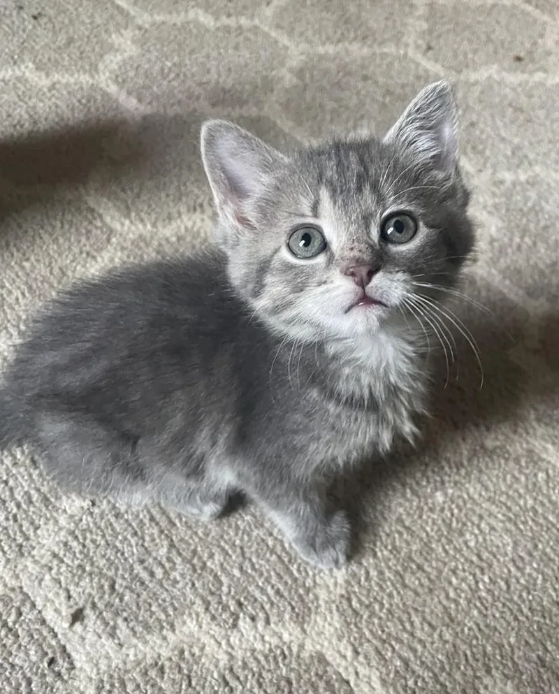 A baby medium-sized female Domestic Short Hair cat named Violet for adoption in Athens, OH