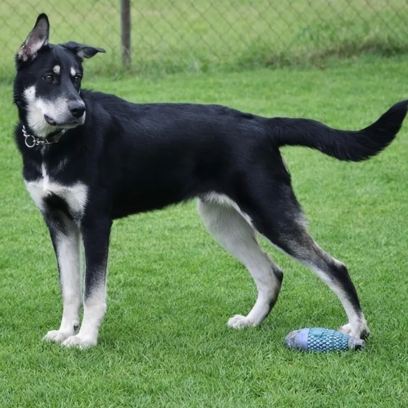 A young medium-sized male Bicolor Husky dog named Scout "Scoutie Pie" for adoption in Houston, TX