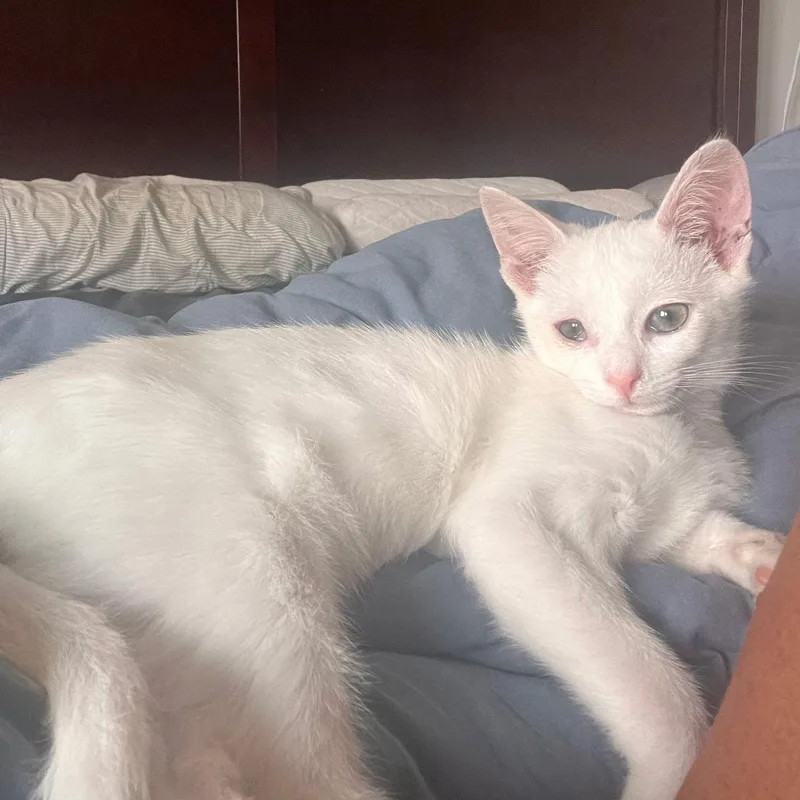 A baby small-sized male White Domestic Short Hair cat named High Cotton for adoption in Richmond, VA