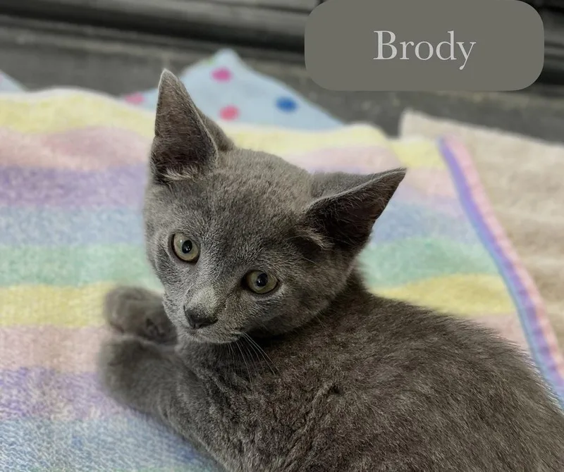 Brody