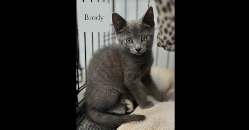 Brody thumbnail 3