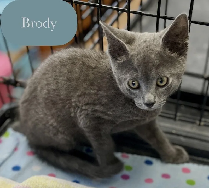 Brody thumbnail 4