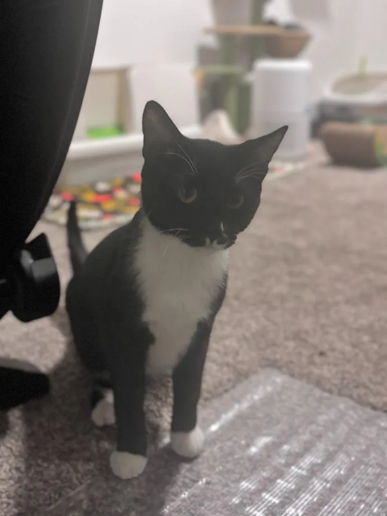 Fred Jones thumbnail 3