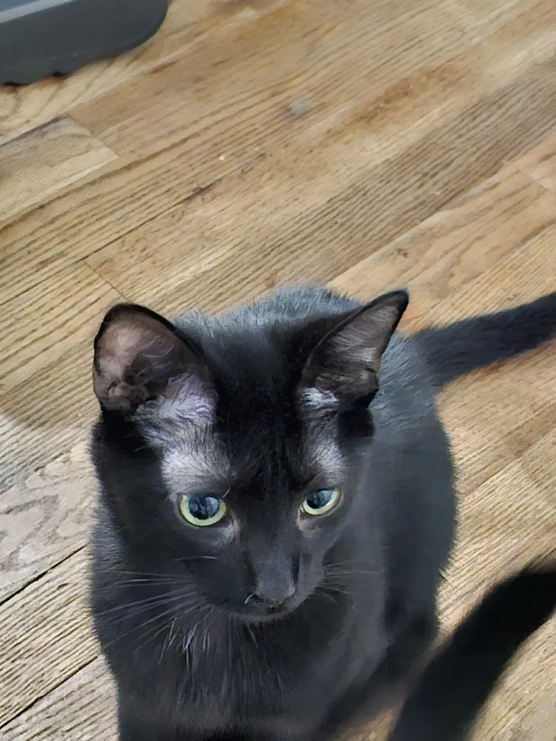 A young medium-sized male Domestic Short Hair cat named Bastian for adoption in Clayton, NC