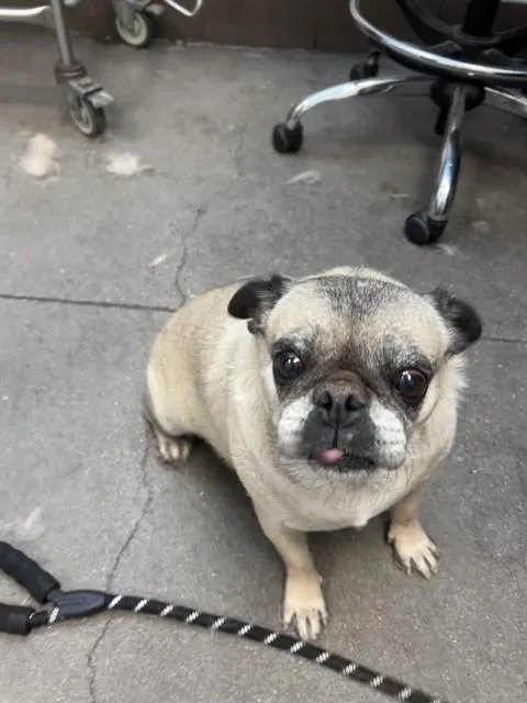 An adult small-sized female Pug dog named Mabel for adoption in Tucson, AZ