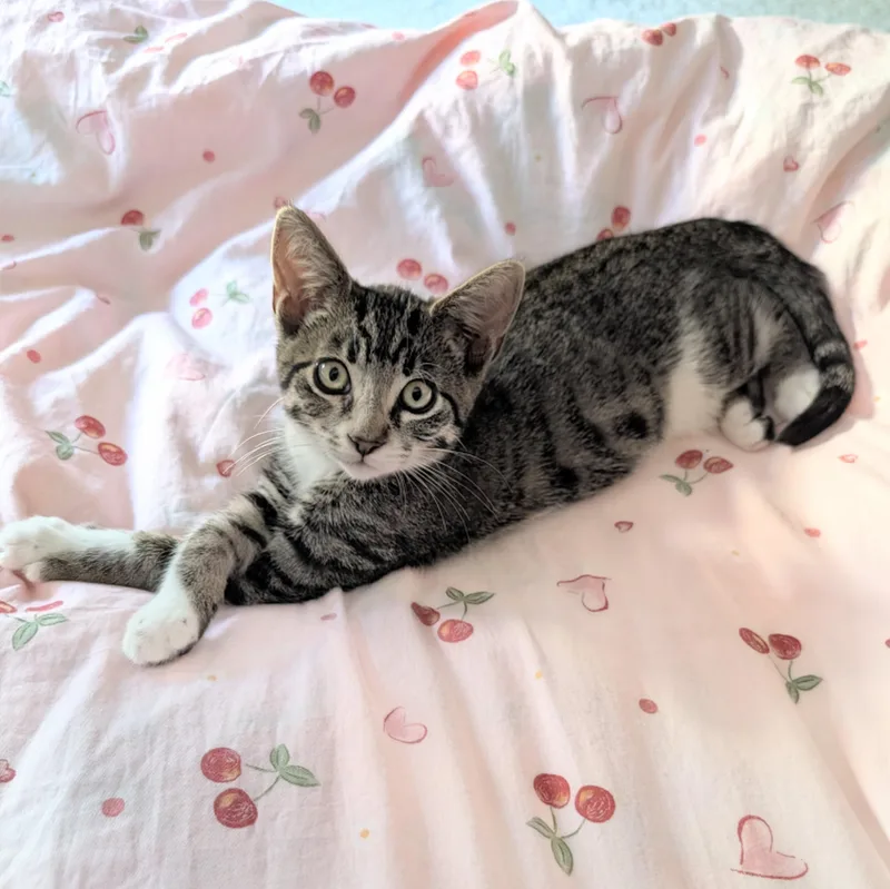 A baby small-sized male Tabby (Brown / Chocolate) Tabby cat named Rootbeer for adoption in San Juan Capistrano, CA