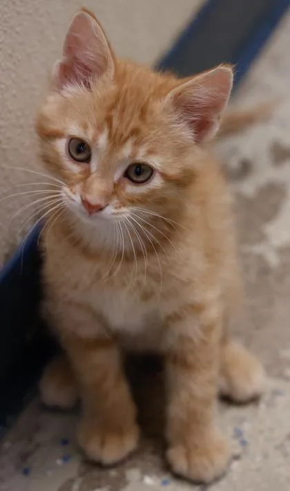 A baby medium-sized male Domestic Short Hair cat named Ethan for adoption in Verona, WI
