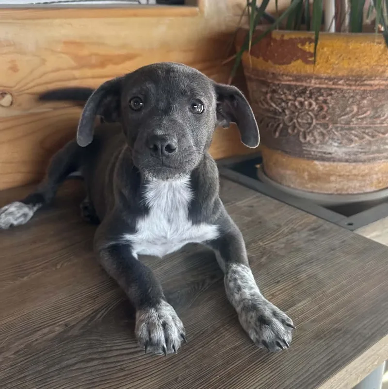 A baby medium-sized female Labrador Retriever dog named Millie for adoption in San Diego, CA