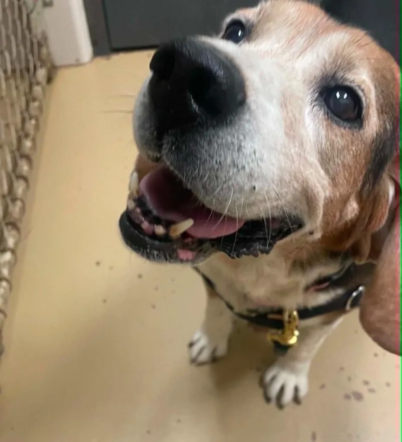 An adult medium-sized male Beagle dog named Buck for adoption in Hamilton, OH
