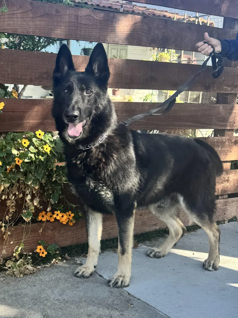 An adult large-sized male Black German Shepherd Dog dog named Colby for adoption in Newport Beach, CA