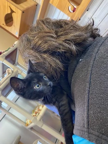 A baby small-sized female Domestic Short Hair cat named Sabrina for adoption in Monterey, CA