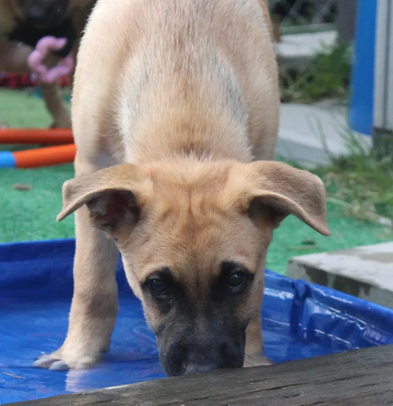 A baby large-sized male Yellow / Tan / Blond / Fawn German Shepherd Dog dog named Monterey for adoption in Silvana, WA