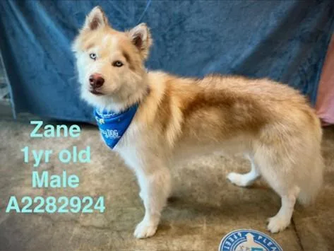 A young extra large-sized male Alaskan Malamute dog named Zane for adoption in Van Nuys, CA