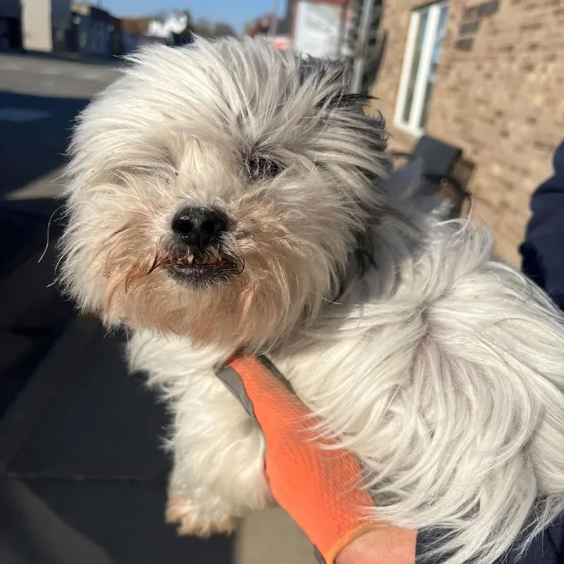 A senior small-sized male White / Cream Shih Tzu dog named Found West Concord for adoption in Rochester, MN