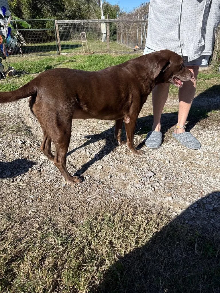 A senior medium-sized female Labrador Retriever dog named Holly for adoption in Rockport, TX