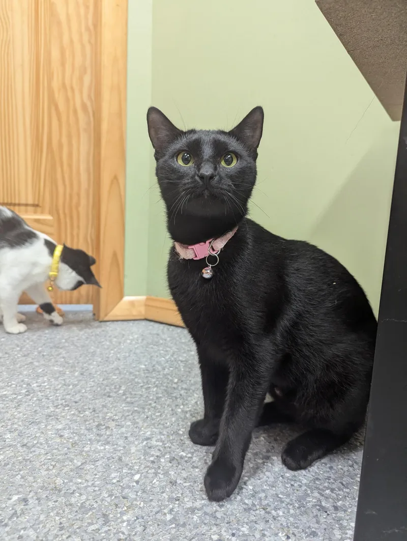 A young small-sized female Domestic Short Hair cat named Karen for adoption in High Ridge, MO