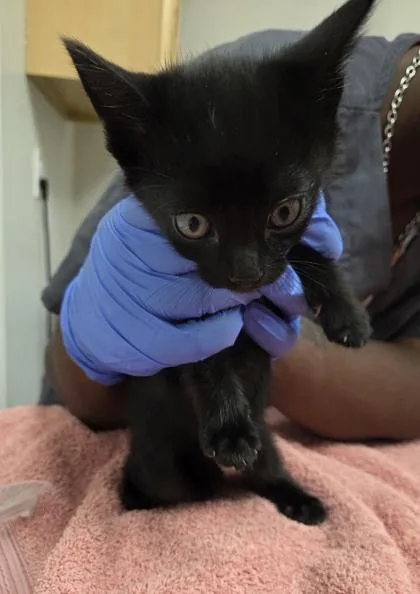 A baby small-sized male Domestic Short Hair cat named Spooky for adoption in Sacramento, CA