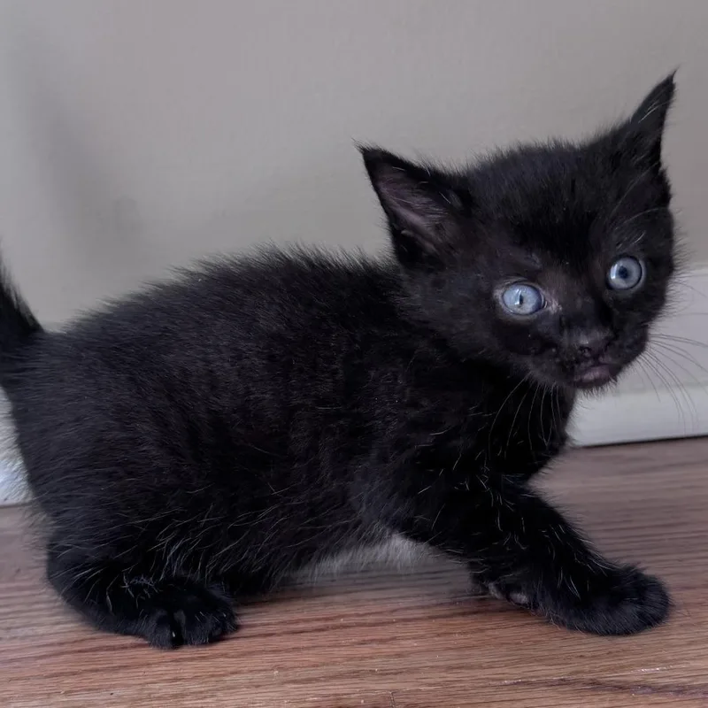 A baby small-sized male Black Domestic Short Hair cat named Moonlight for adoption in Chapel Hill, NC