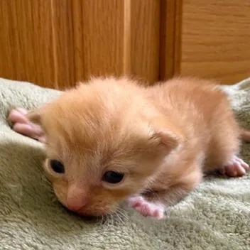 A baby small-sized male Orange / Red Domestic Short Hair cat named Shamrock for adoption in Lynchburg, VA