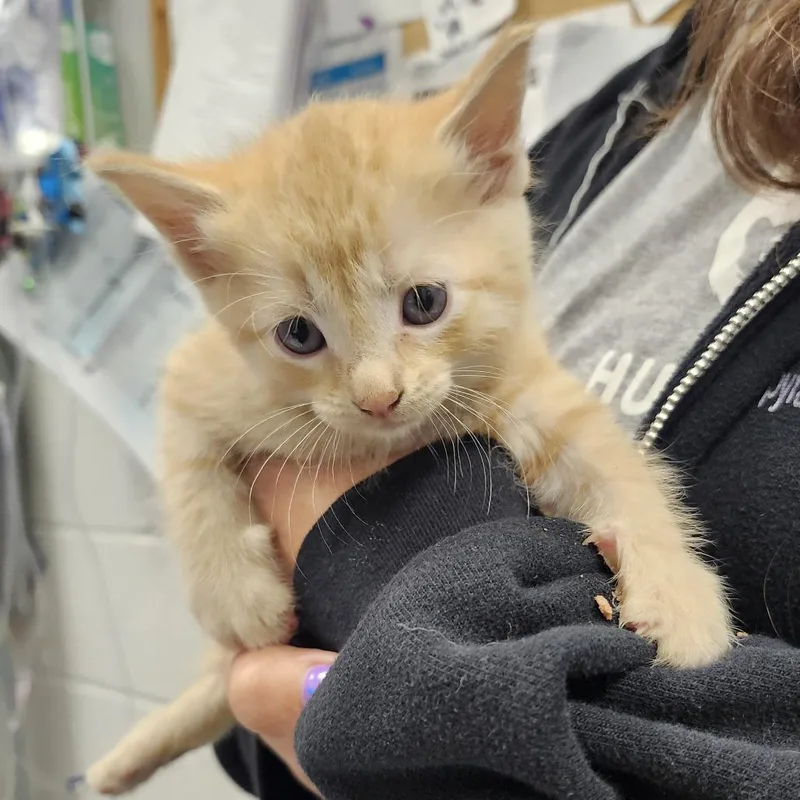 A baby small-sized female Domestic Short Hair cat named Orange Creamsicle for adoption in Pittsburgh, PA
