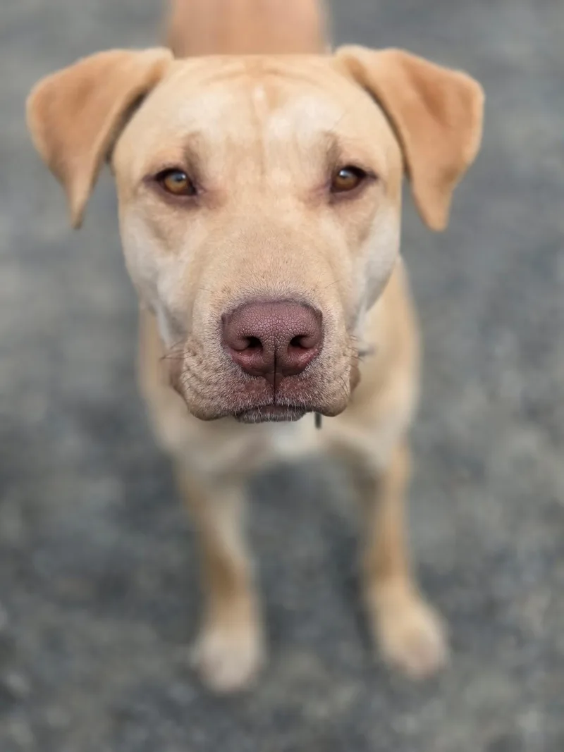 A young large-sized male Labrador Retriever dog named Wrinkles for adoption in Port Angeles, WA