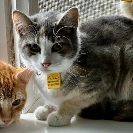 Melanie  Pretty Tortietabby thumbnail 2