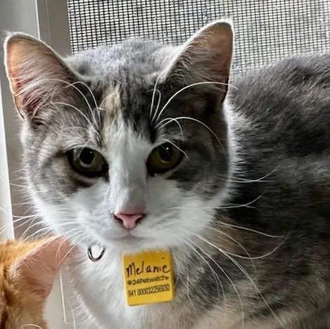 Melanie  Pretty Tortietabby thumbnail 3