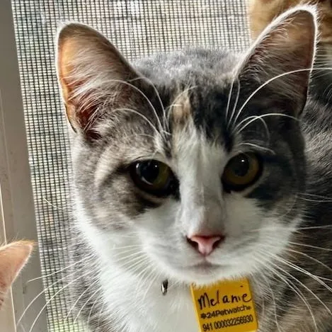 Melanie Pretty Tortietabby