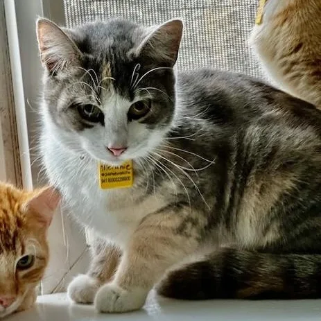 Melanie  Pretty Tortietabby thumbnail 4