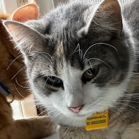 Melanie  Pretty Tortietabby thumbnail 5