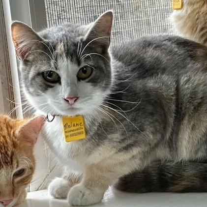 Melanie  Pretty Tortietabby thumbnail 6