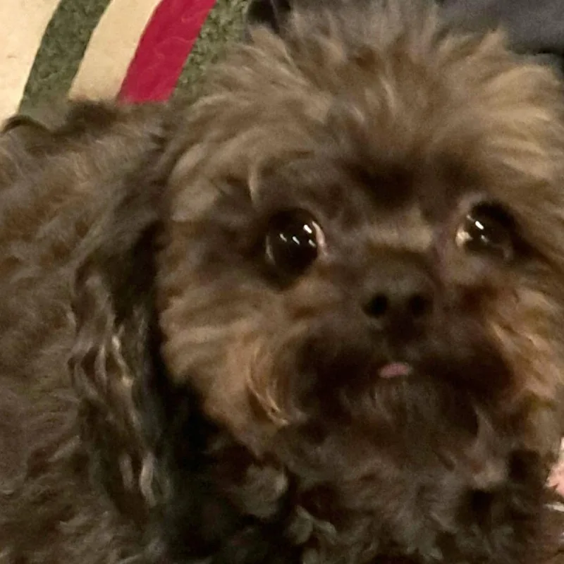 Jasper Bonded To Ivy