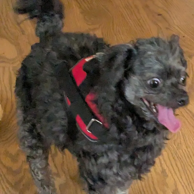 Jasper Bonded To Ivy thumbnail 2