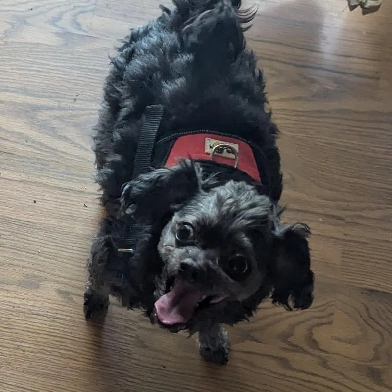 Jasper Bonded To Ivy thumbnail 4