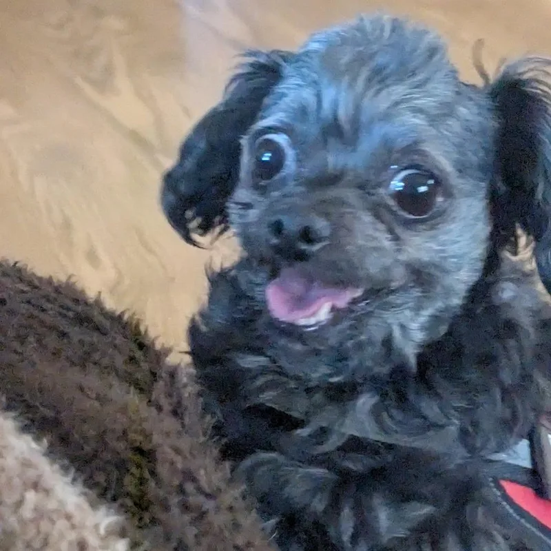 Jasper Bonded To Ivy thumbnail 6