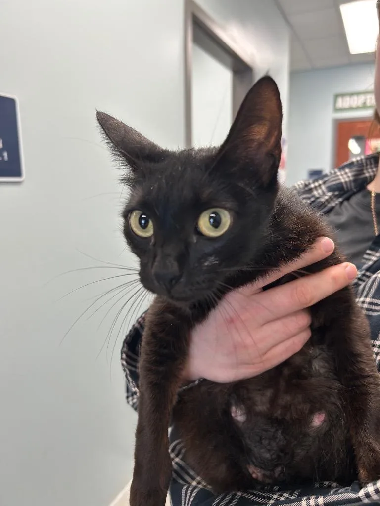 A young medium-sized female Domestic Short Hair cat named Blackberry for adoption in Gautier, MS
