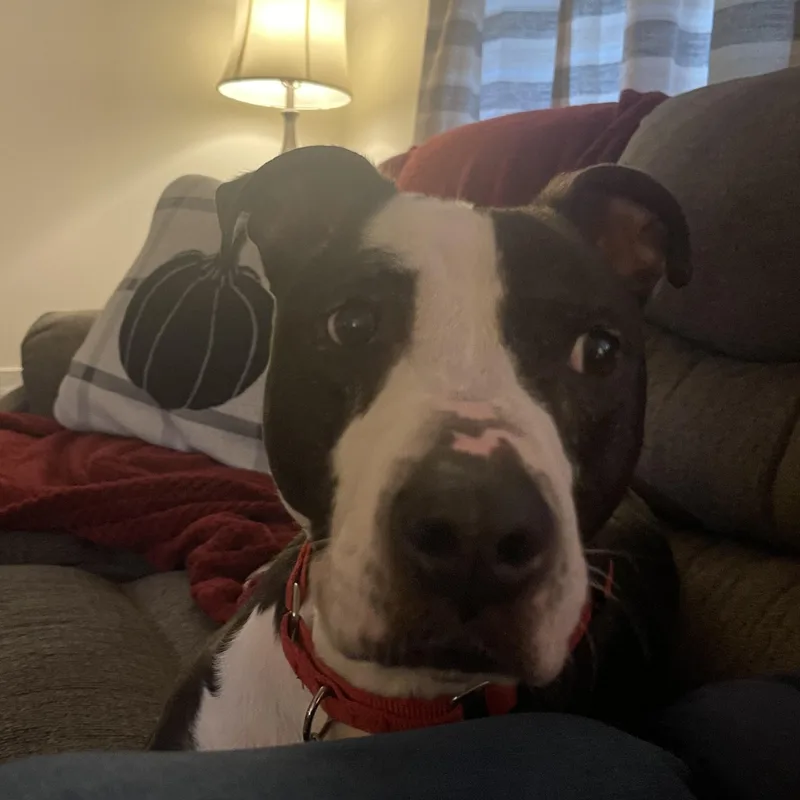 Priscilla D thumbnail 2