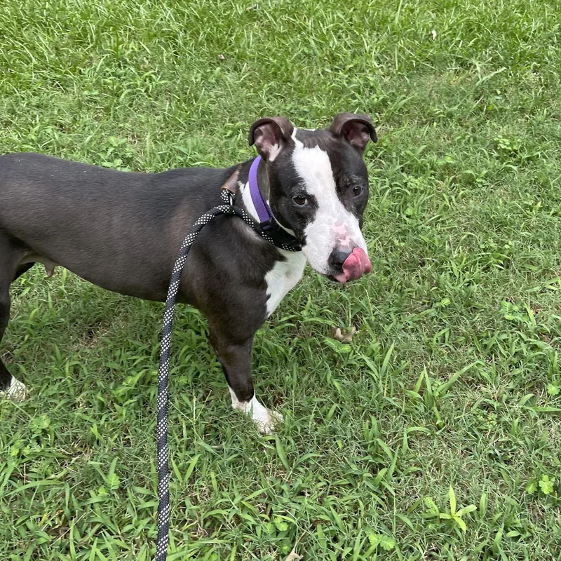 Priscilla D thumbnail 3