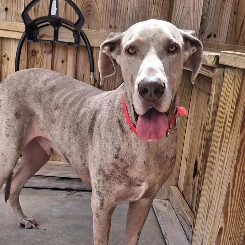 A senior extra large-sized male Gray / Blue / Silver Great Dane dog named Ice for adoption in Freeport, FL