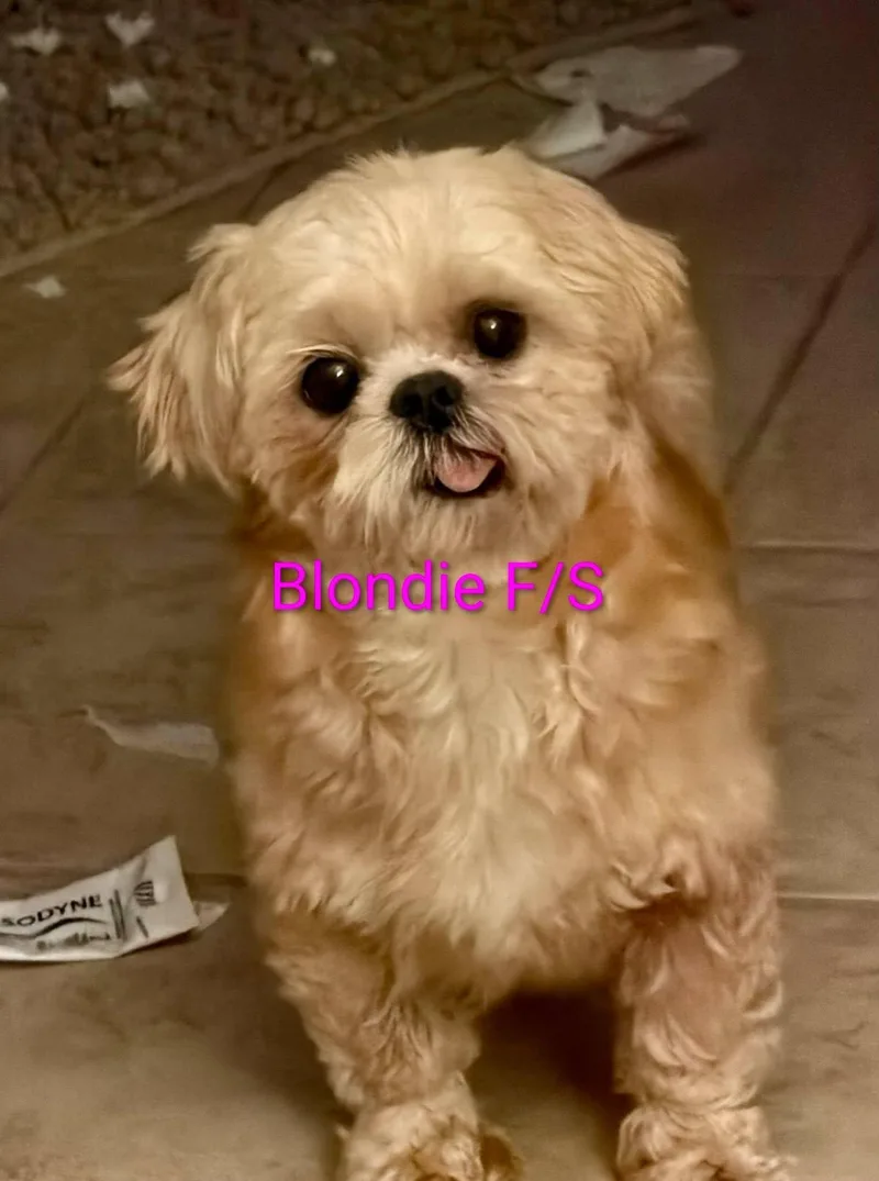 Blondie thumbnail 4